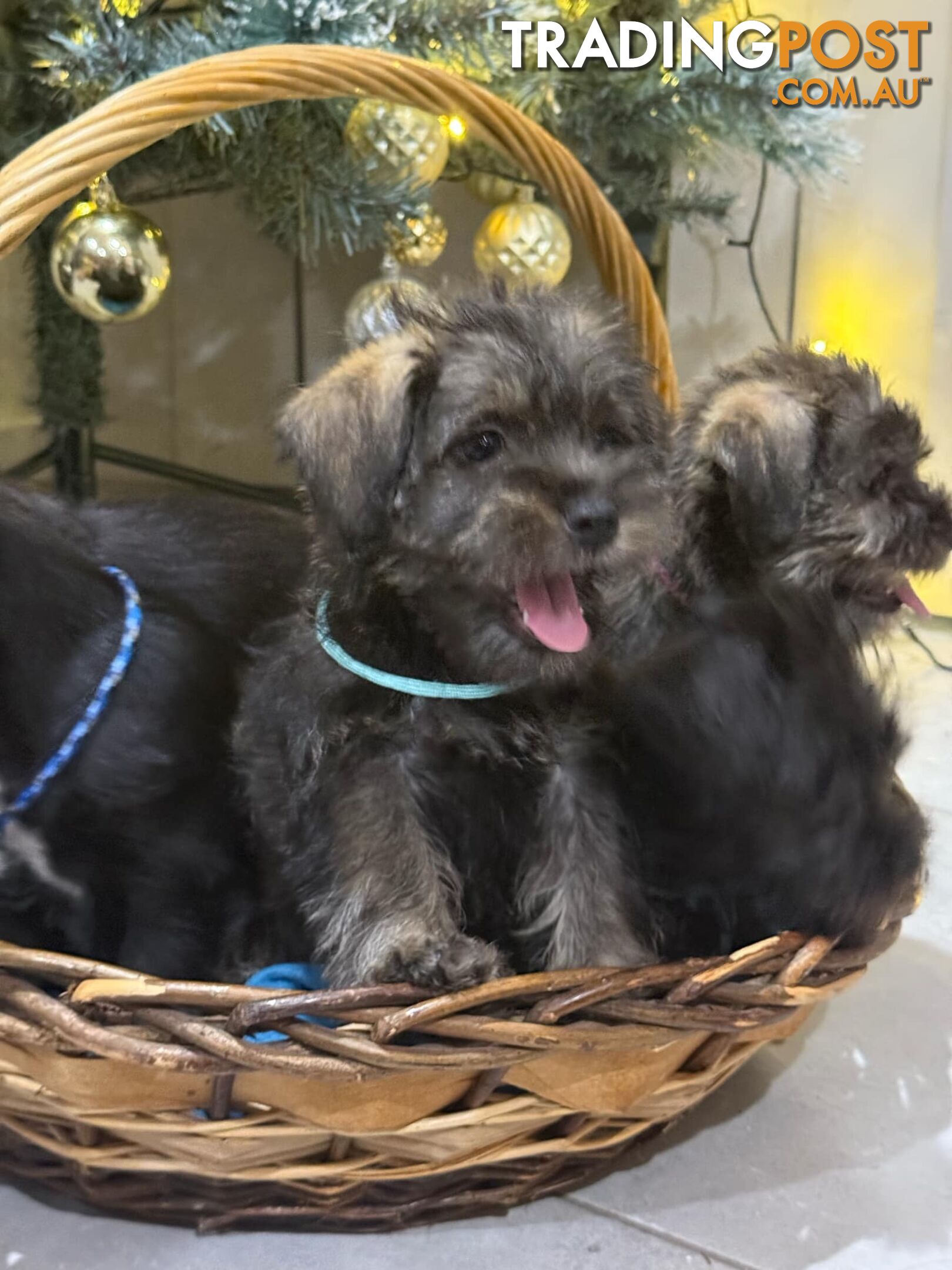 Schnau-Tzu (Miniature Schnauzer &amp;amp; Shih Tzu Mix)