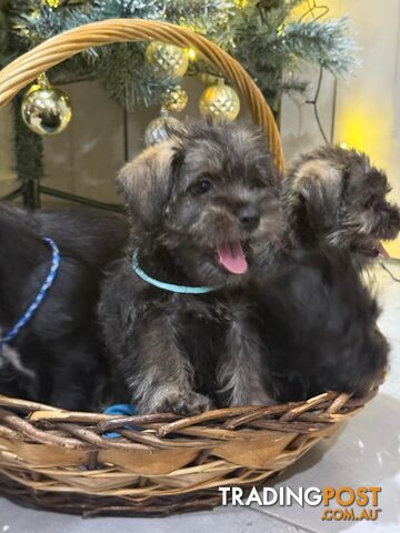 Schnau-Tzu (Miniature Schnauzer & Shih Tzu Mix)