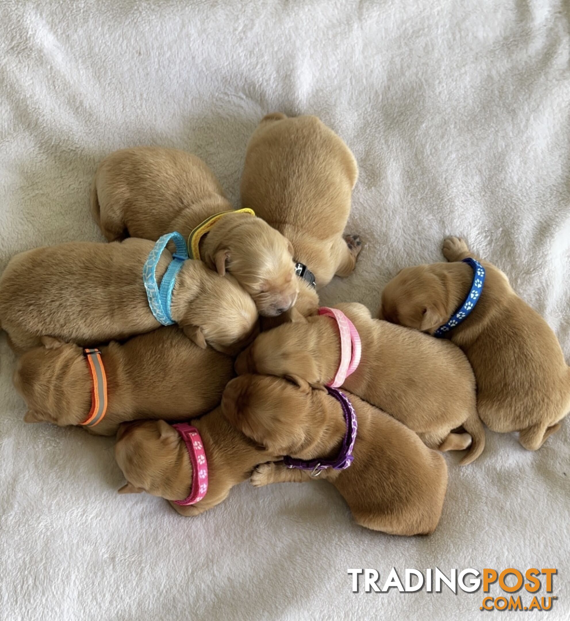 Beautiful dark  purebred golden retriever puppies