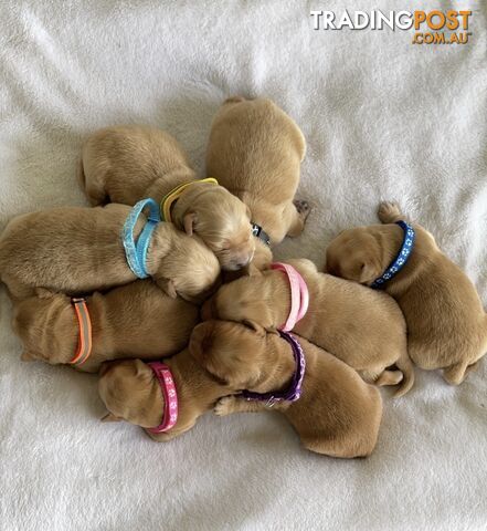 Beautiful dark  purebred golden retriever puppies