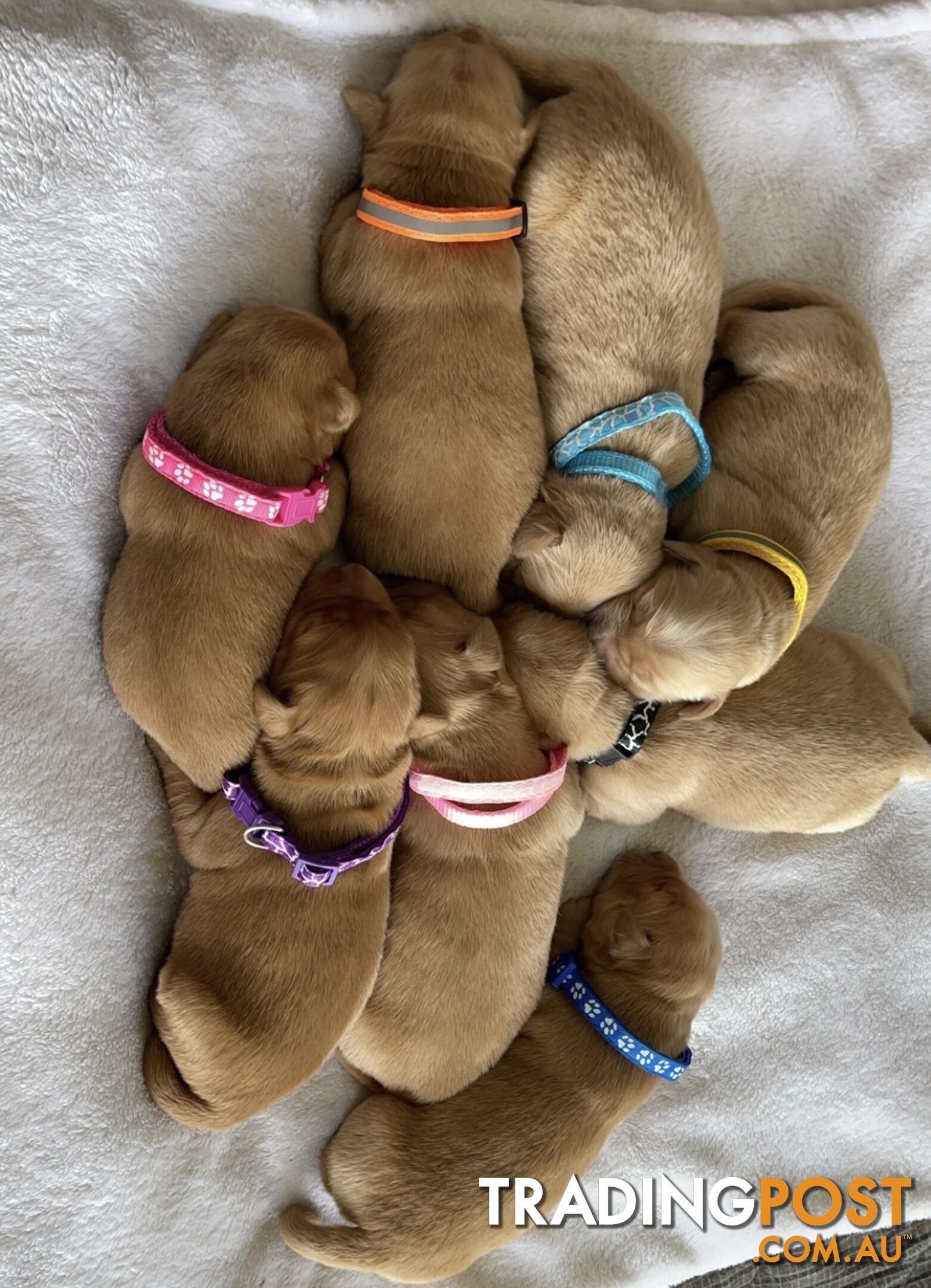 Beautiful dark  purebred golden retriever puppies