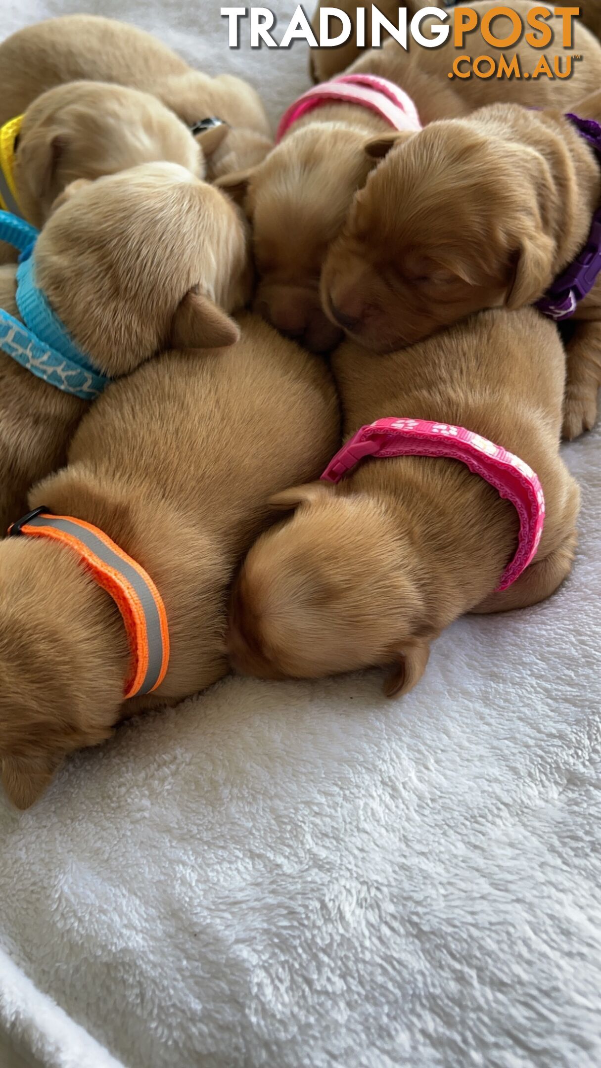 Beautiful dark  purebred golden retriever puppies