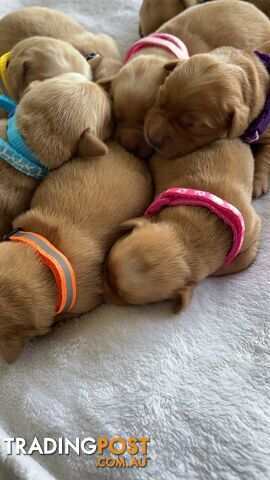 Beautiful dark  purebred golden retriever puppies