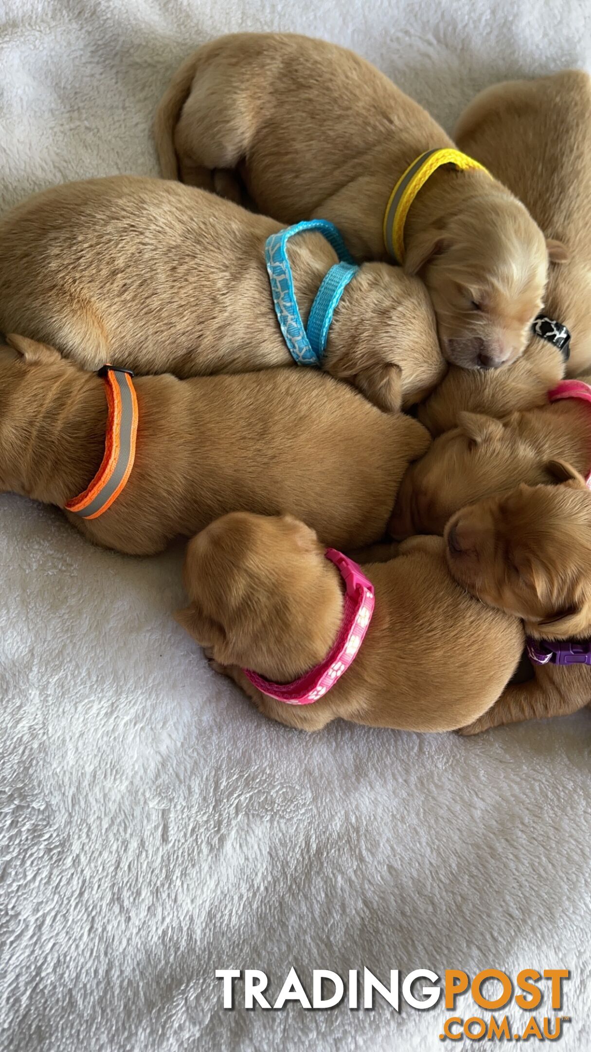 Beautiful dark  purebred golden retriever puppies