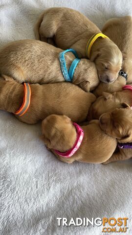 Beautiful dark  purebred golden retriever puppies