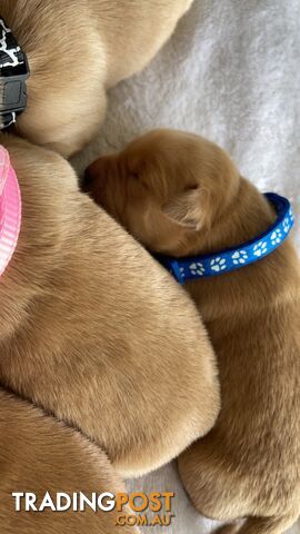 Beautiful dark  purebred golden retriever puppies