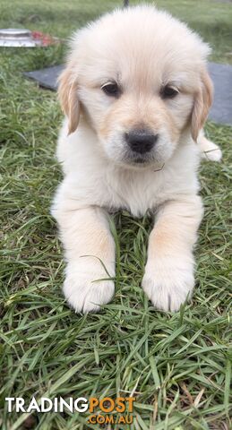Purebred Golden Retriever puppies 1 girl left