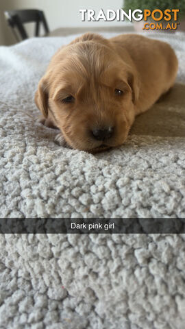 Purebred Golden Retriever puppies