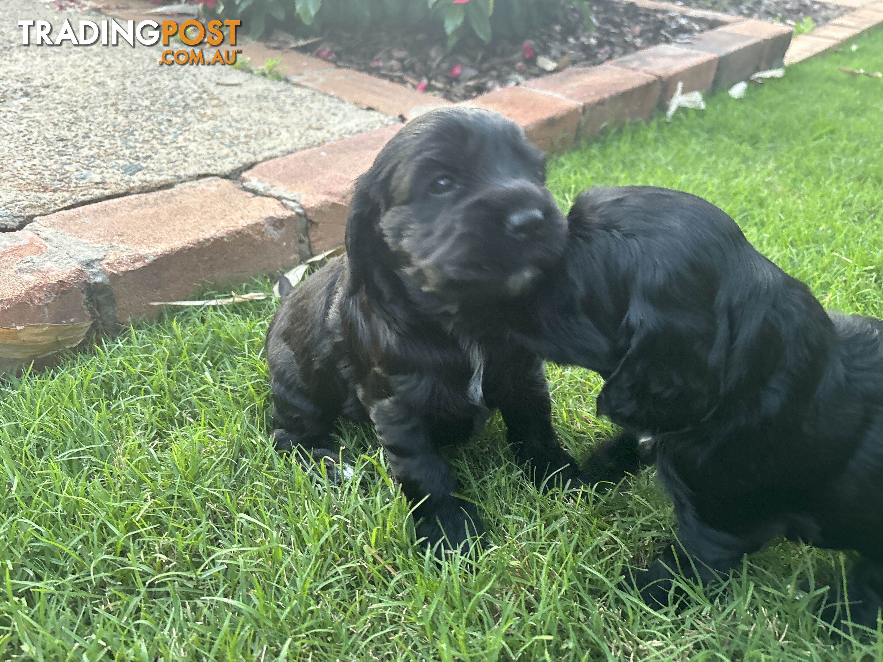 Purebred cocker spaniel puppies