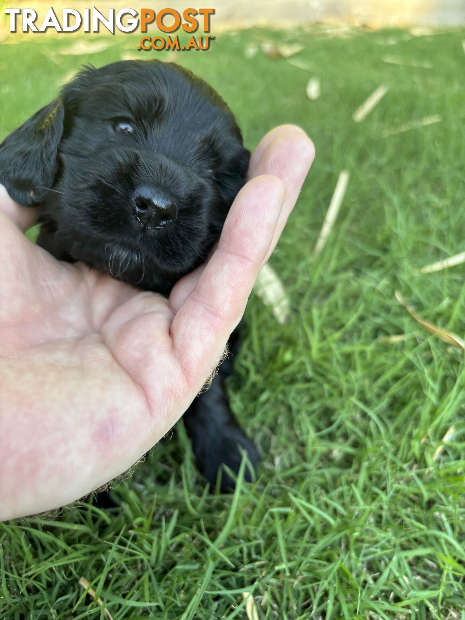 Purebred cocker spaniel puppies