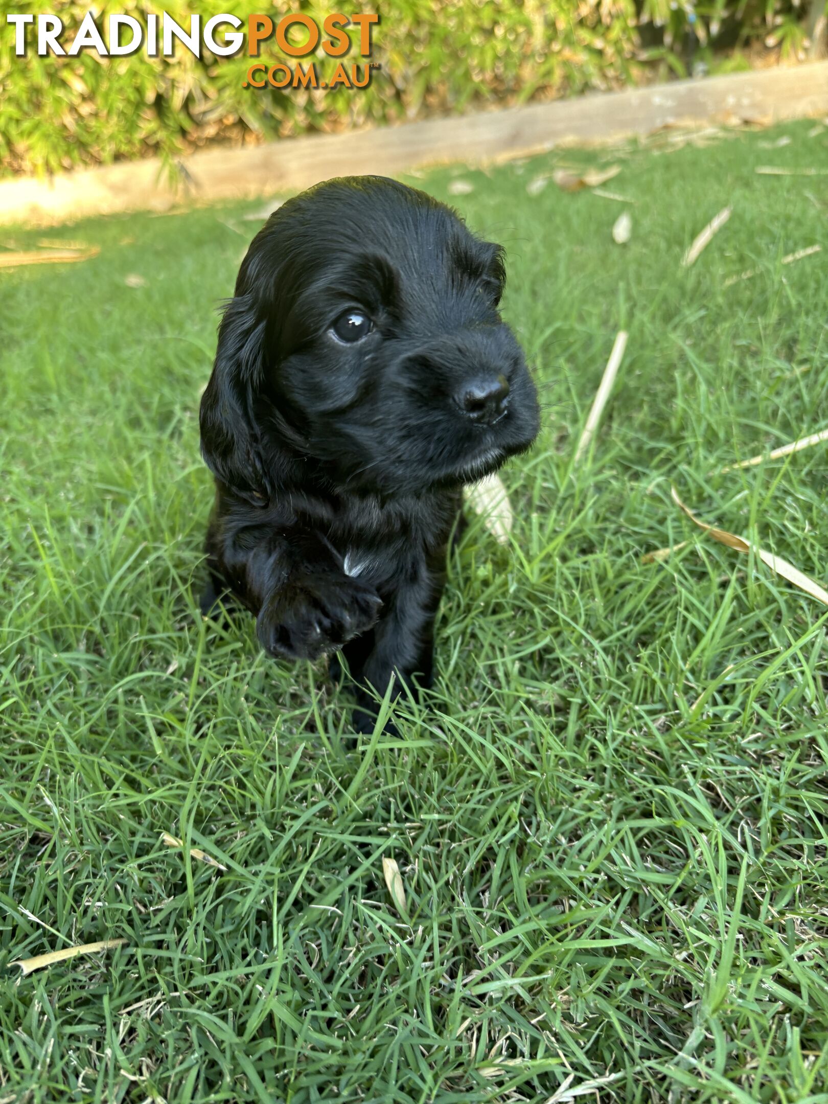 Purebred cocker spaniel puppies