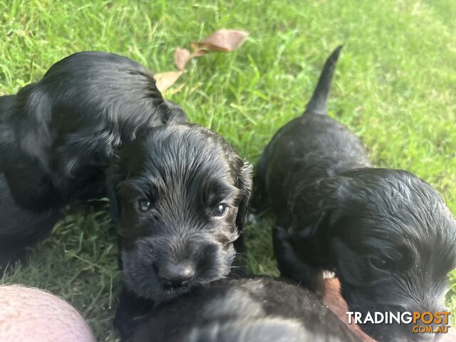 Purebred cocker spaniel puppies