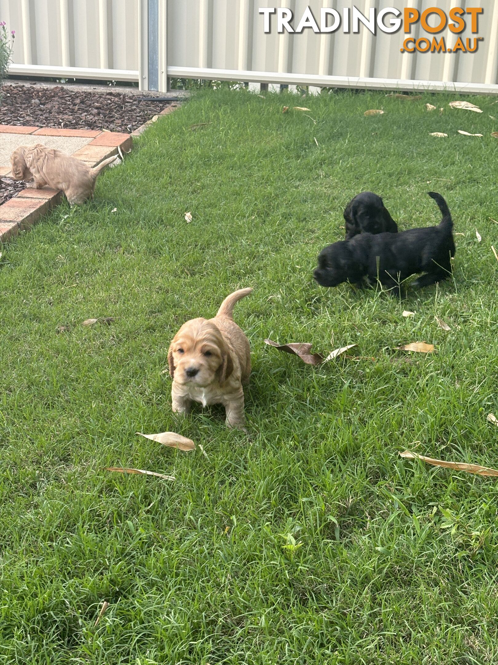 Purebred cocker spaniel puppies