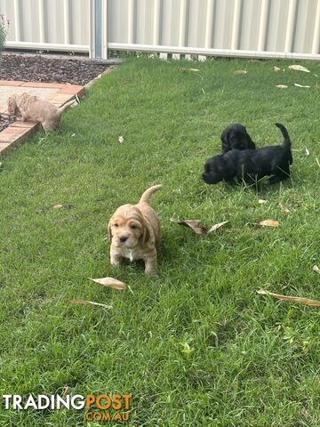 Purebred cocker spaniel puppies