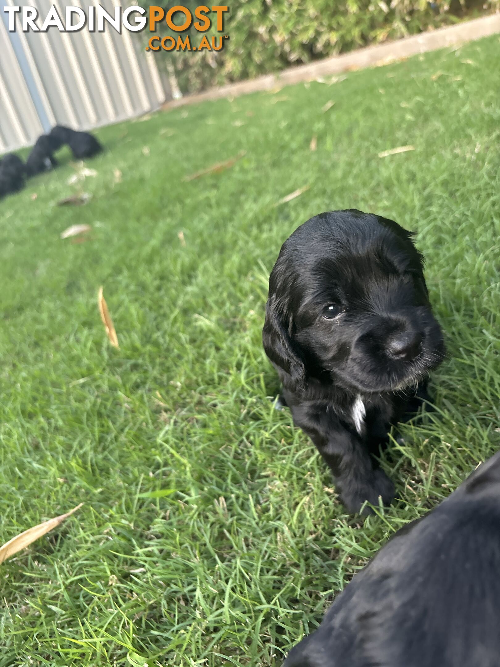 Purebred cocker spaniel puppies