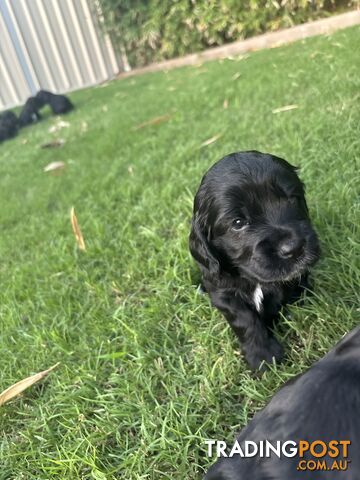 Purebred cocker spaniel puppies