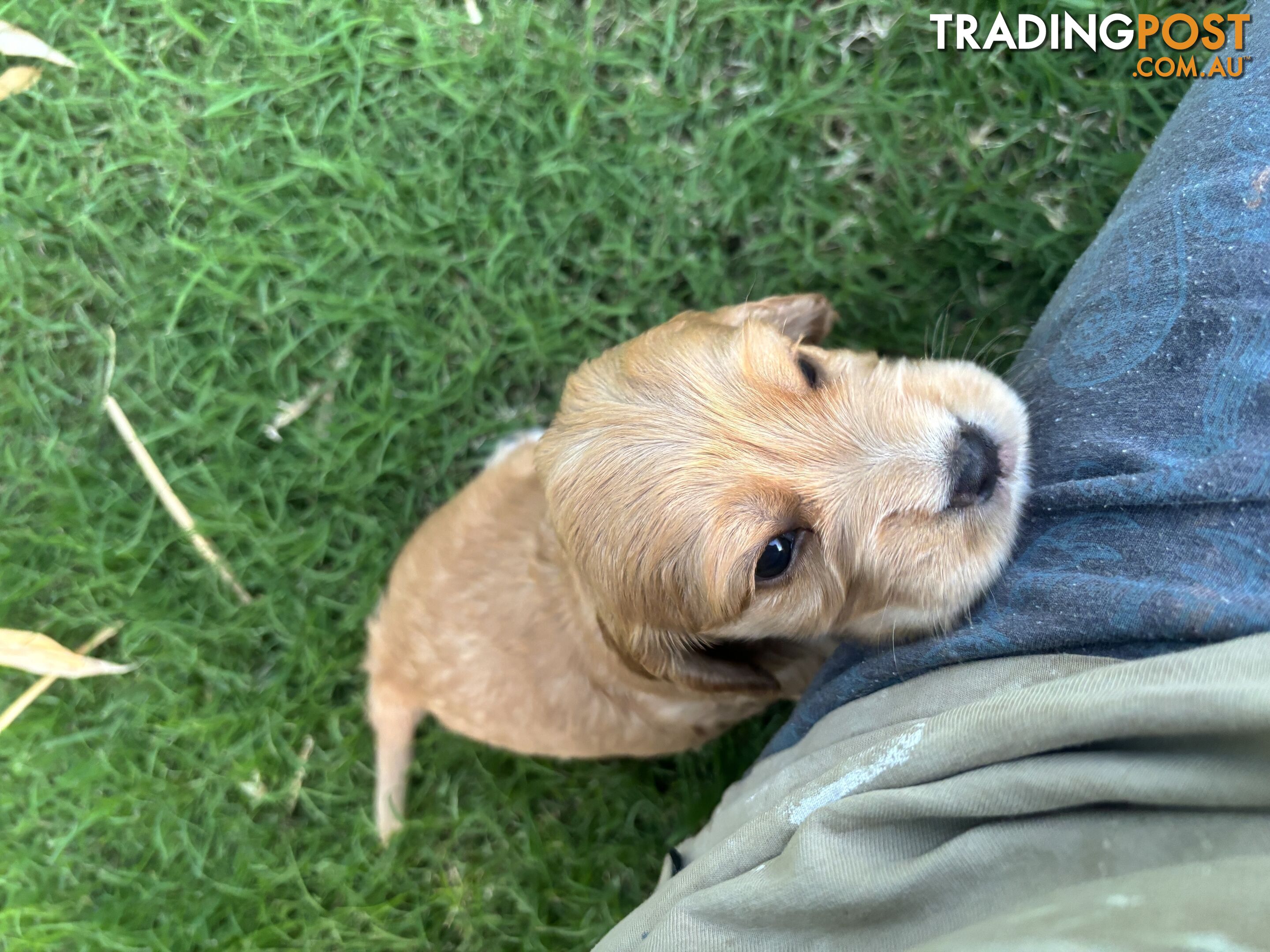 Purebred cocker spaniel puppies