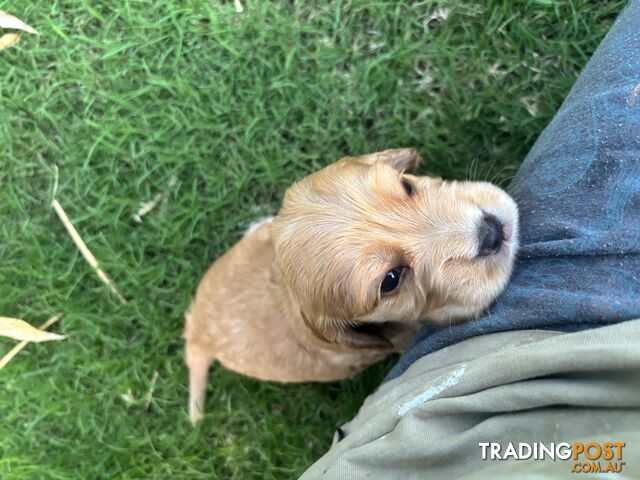 Purebred cocker spaniel puppies