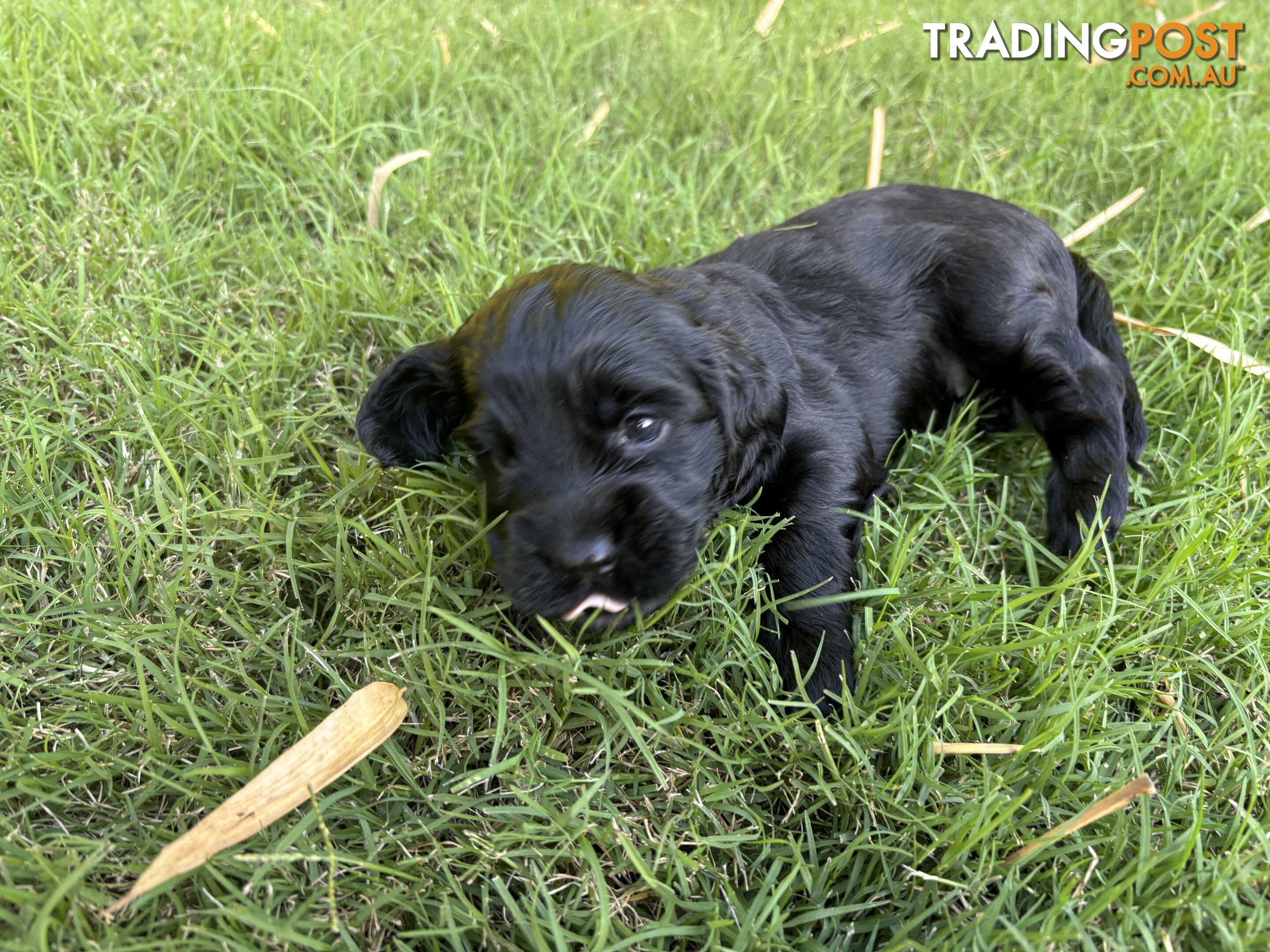 Purebred cocker spaniel puppies