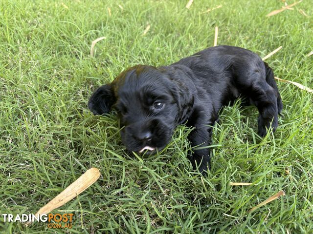 Purebred cocker spaniel puppies