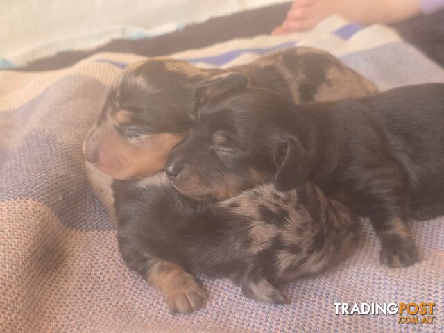 Gentle Dachshunds