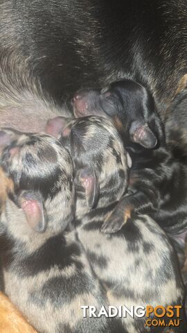 Gentle Dachshunds