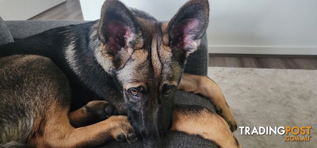 Beautiful prue bred german shepherd puppy