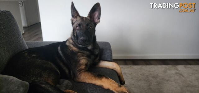 Beautiful prue bred german shepherd puppy