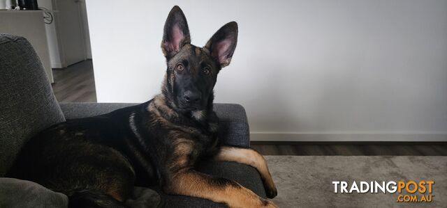 Beautiful prue bred german shepherd puppy