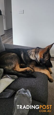 Beautiful prue bred german shepherd puppy