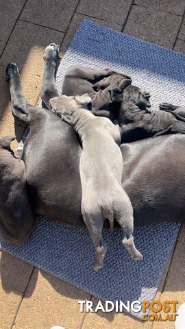 Cane Corso Puppies (Italian Mastiff)