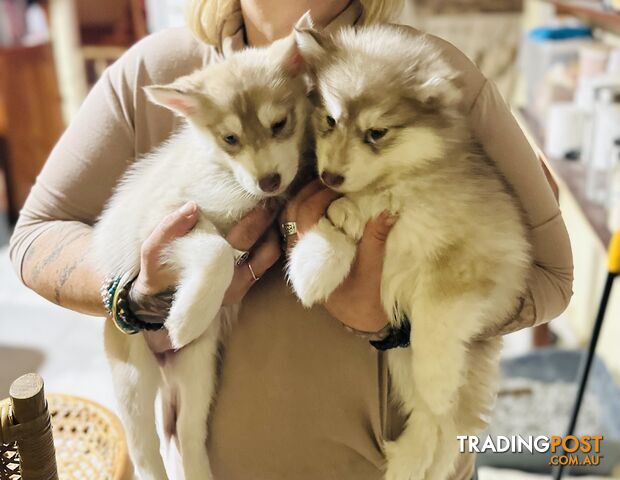 Pure Bred Siberian Husky