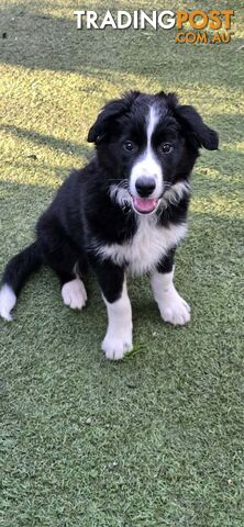 Border Collie puppies