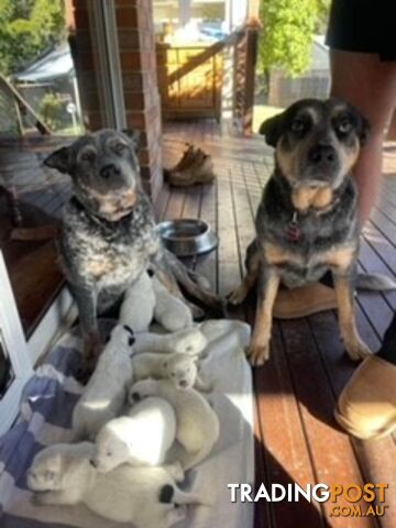 Blue Cattle Dog Pups