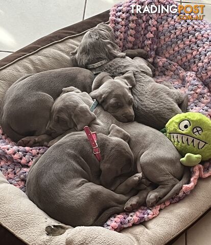 Weimaraner puppies