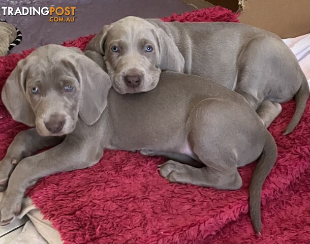 Weimaraner puppies