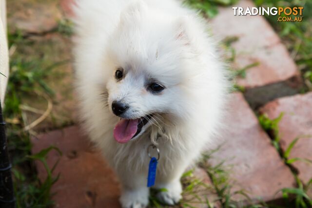 Adorable  Japanese Spitz-Samoyed Cross Puppys