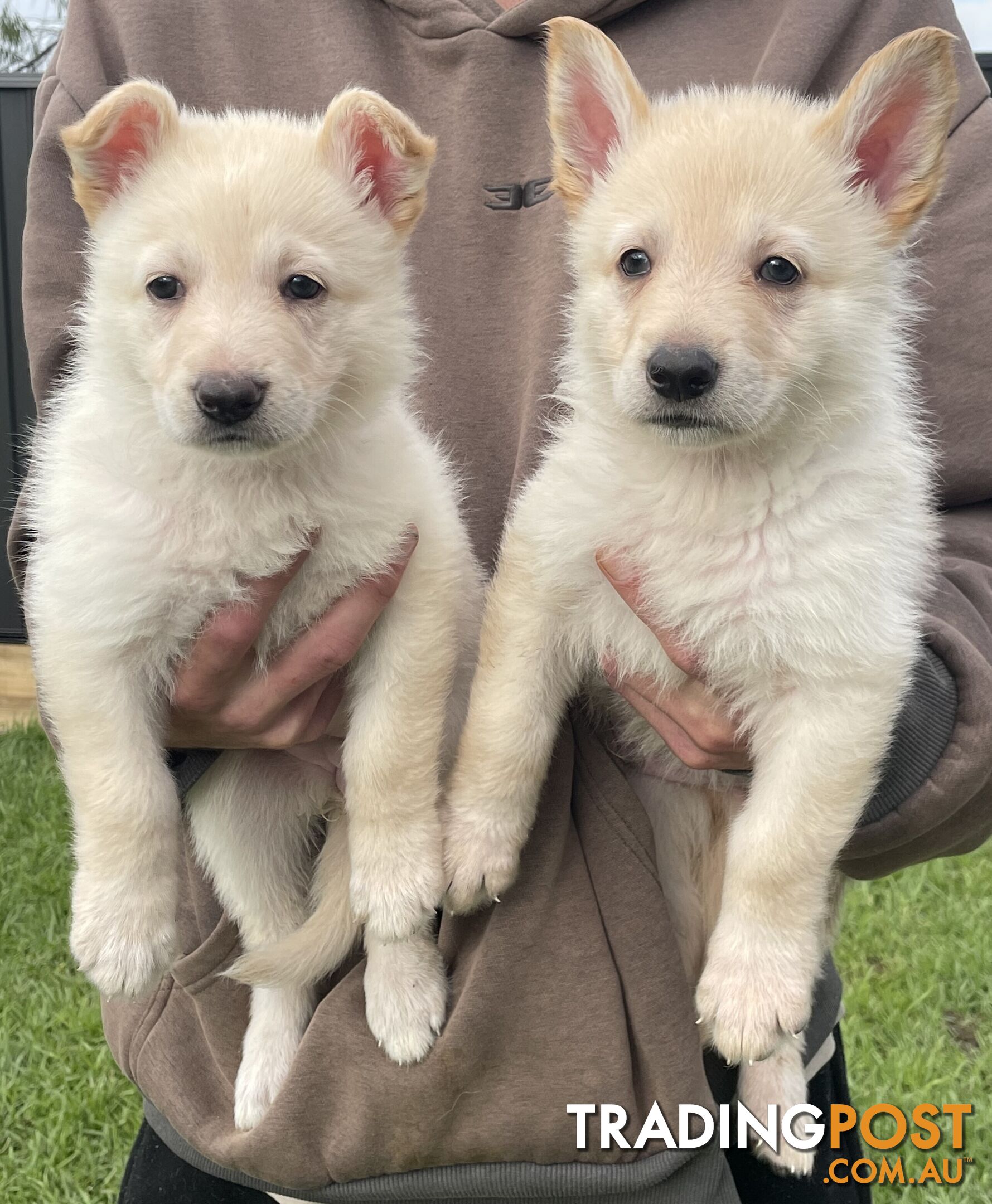 Purebred German Shepherd Puppies