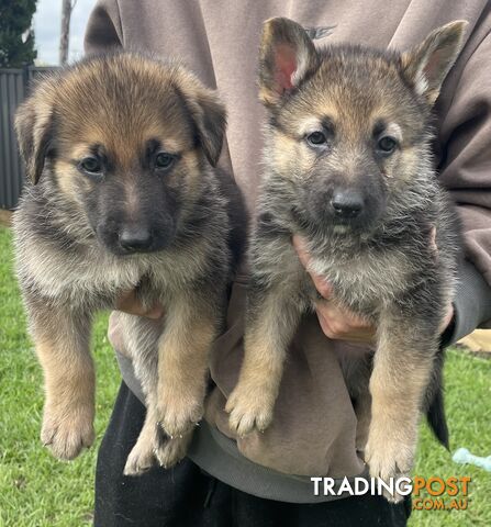 Purebred German Shepherd Puppies