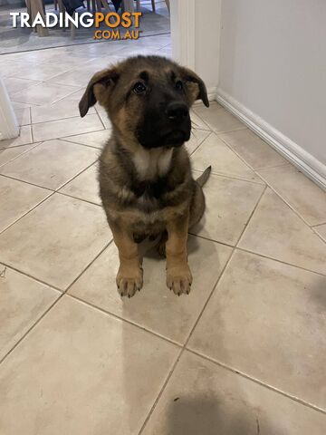 ONLY 3 REMAINING! Purebred German Shepherd Puppies