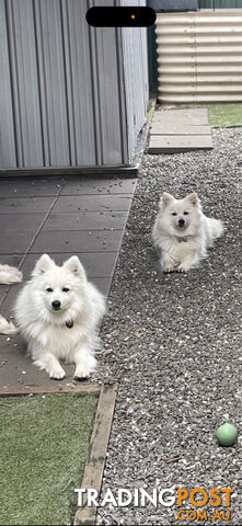 Japanese spitz