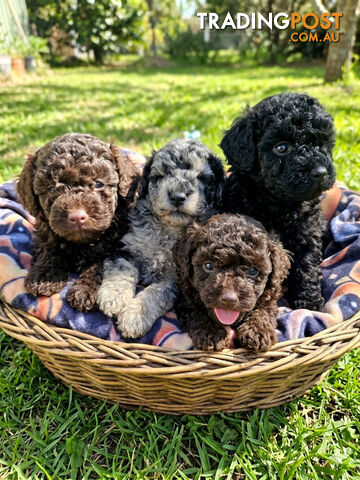 Adorable Toy Poodle Puppies pure bred