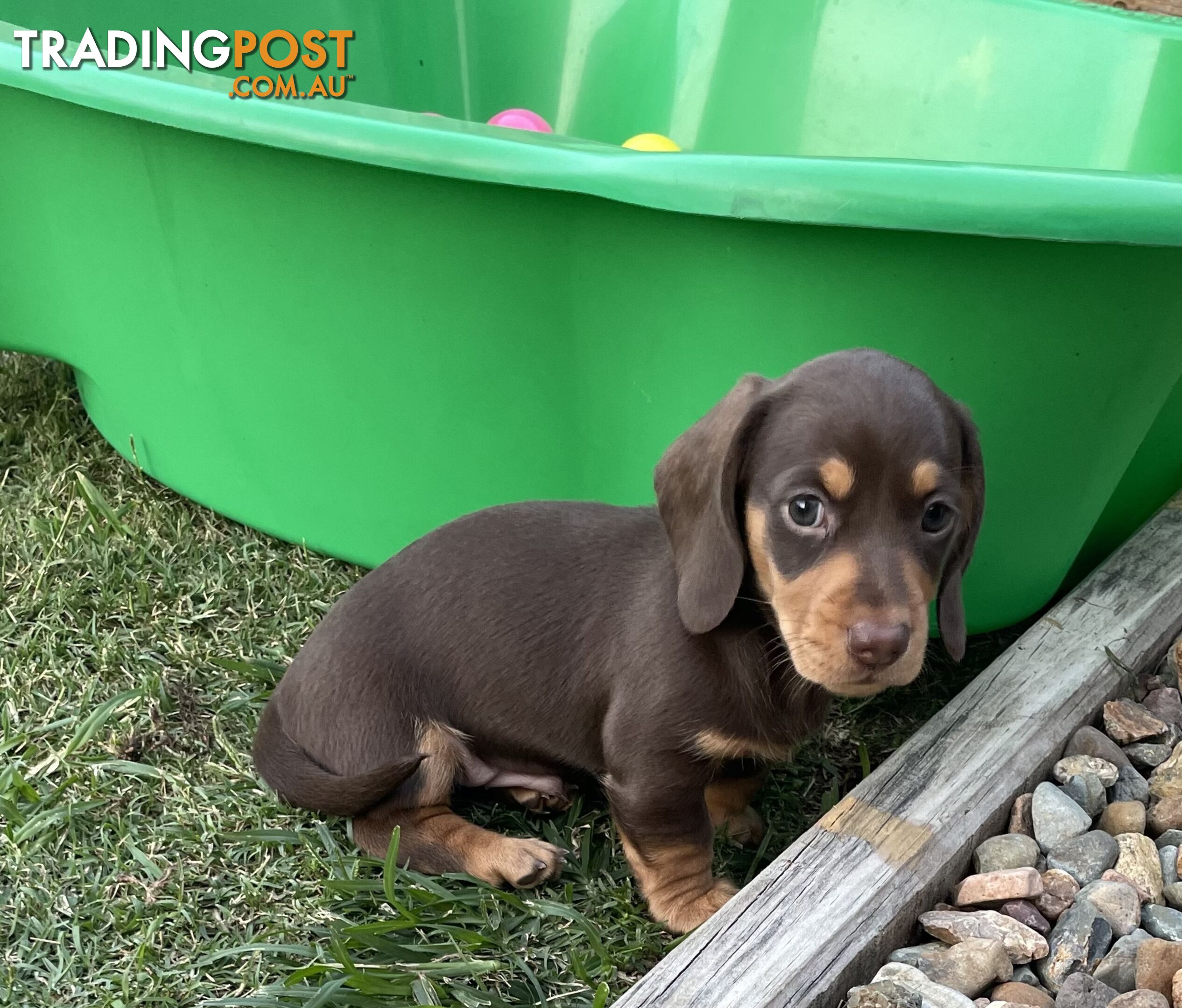 Mini Dachshunds