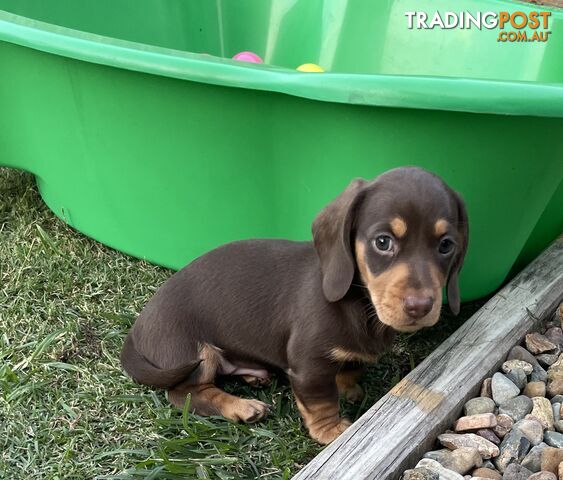 Mini Dachshunds