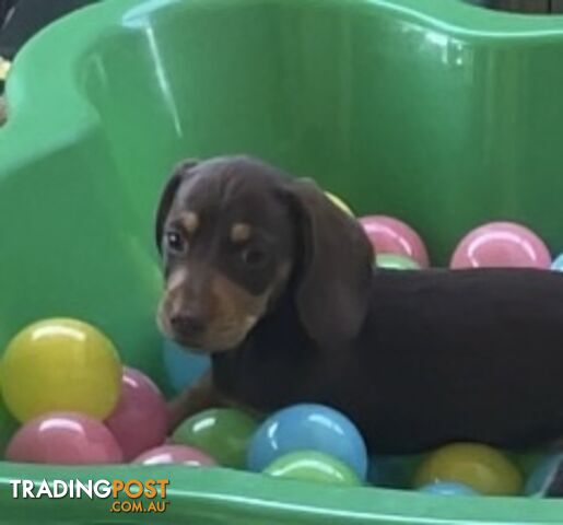 Mini Dachshunds - Lucky last - Ready now