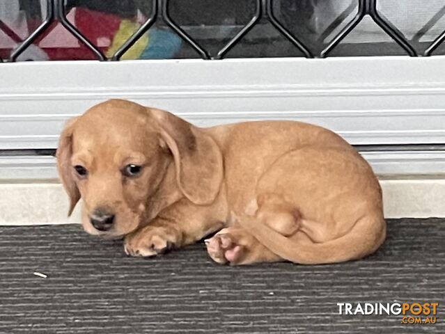 Mini Dachshunds