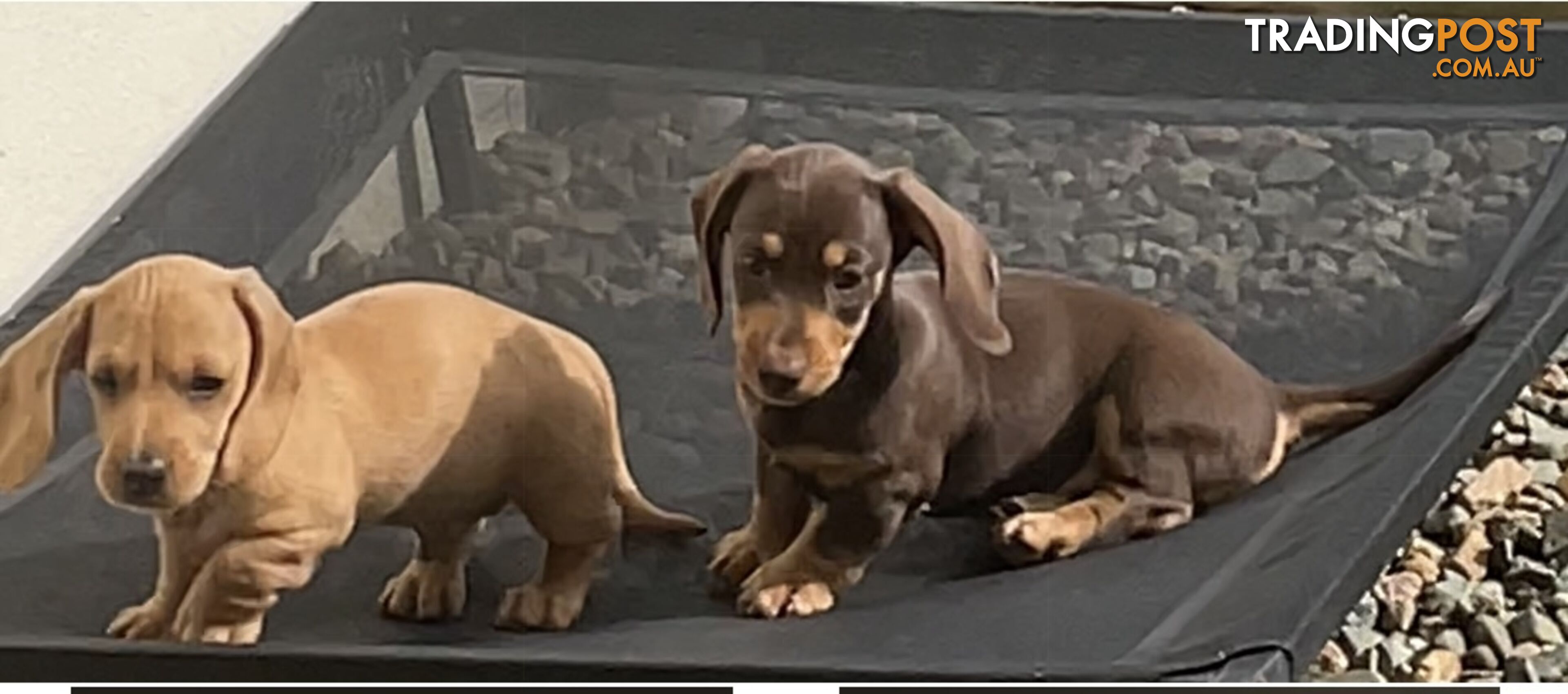 Mini Dachshunds