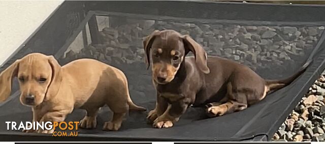 Mini Dachshunds