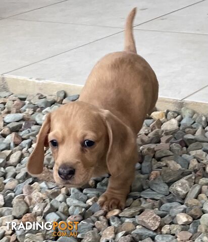 Mini Dachshunds