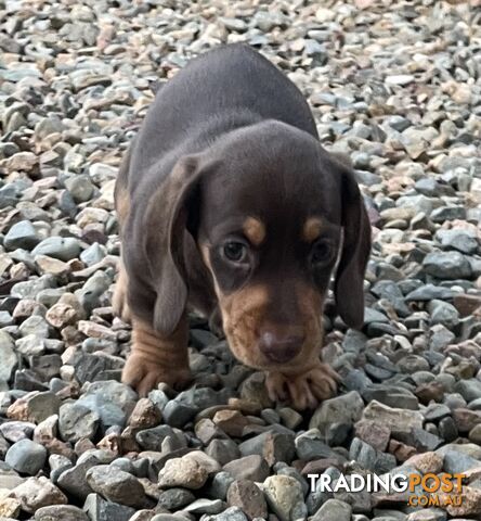 Mini Dachshunds - Lucky last - Ready now